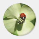 Search for bug pictures magnets Insects