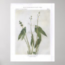 Search for arrowhead posters Plants
