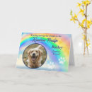 Search for comfortable pet supplies For pets