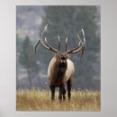 Search for bugle posters Wildlife