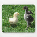 Search for chicken mousepads Chicks
