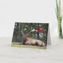 Search for bull elk cards Wapiti