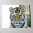 Search for tiger cub posters Siberian