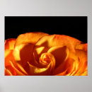Search for sunset rose posters Flower