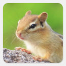 Search for chipmunks stickers Wildlife