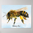 Search for bee painting posters Wildlife