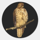 Search for red tails stickers Hawks