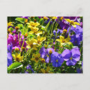 Search for viola postcards Photography