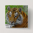 Search for tiger face badges Jungle