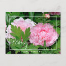 Search for paeony Paeonia