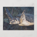Search for hawksbill postcards Reef