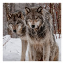 Search for wolf pictures posters Winter