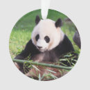 Search for smithsonian photography Bear