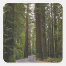 Search for redwoods stickers Landscape