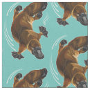 Search for duck billed Illustration