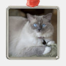 Search for ragdoll cat christmas tree decorations Cute