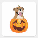 Search for pitbull stickers Pumpkin