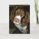 Search for springer spaniel birthday cards Pet