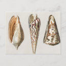 Search for mollusks postcards Vintage