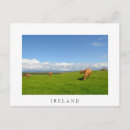 Search for irish cow postcards Cows