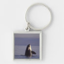 Search for killer key rings Wildlife