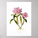 Search for cattleya posters Vintage