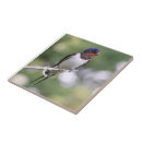 Search for swallow tiles Nature