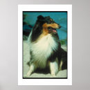 Search for tri colour posters Collie