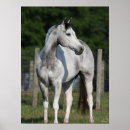 Search for dapple grey horse posters Animal