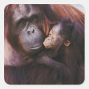 Search for orangutan stickers Pongo pygmaeus