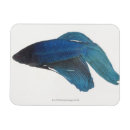 Search for sea side magnets Blue