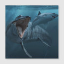 Search for sharks photography Underwater