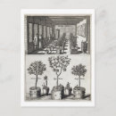 Search for home schooling postcards Century