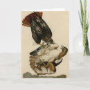 Search for red tails cards Buteo jamaicensis