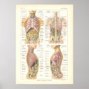 Search for abdominal Internal organs