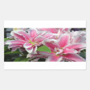 Search for pink stargazer lilies stickers Lily