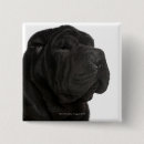 Search for studio badges Domestic animals