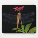 Search for pink dragonfly mousepads Green