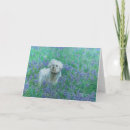 Search for bichons cards Pets