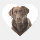 Search for chocolate labrador retriever stickers Brown