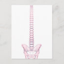 Search for vertebrate postcards Coccyx