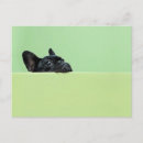 Search for peer postcards Dog