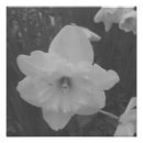 Search for yellow daffodil flowers posters White