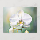 Search for white orchid postcards Botanical