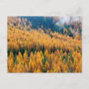 Search for larch postcards Mountain