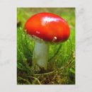 Search for fly agaric postcards Mushroom