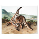 Search for vintage wildlife posters Cat