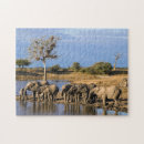 Search for african elephant puzzles Colour image