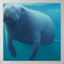 Search for manatee posters Sea cow