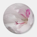 Search for pale pink magnets Flower